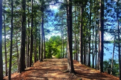 midwest_magpie-bradley-park