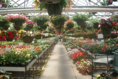 Cernys Greenhouse2